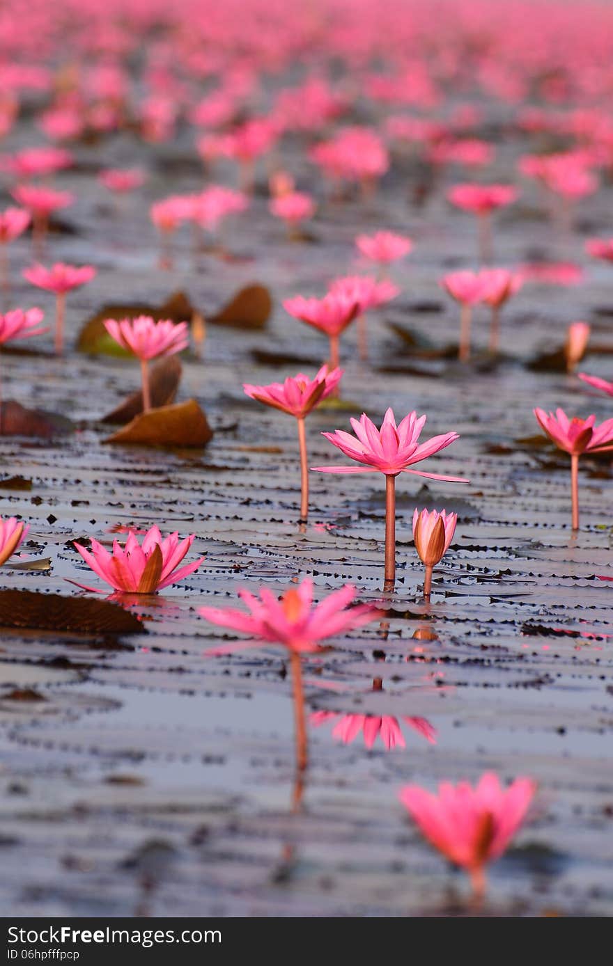 Red lotus pond