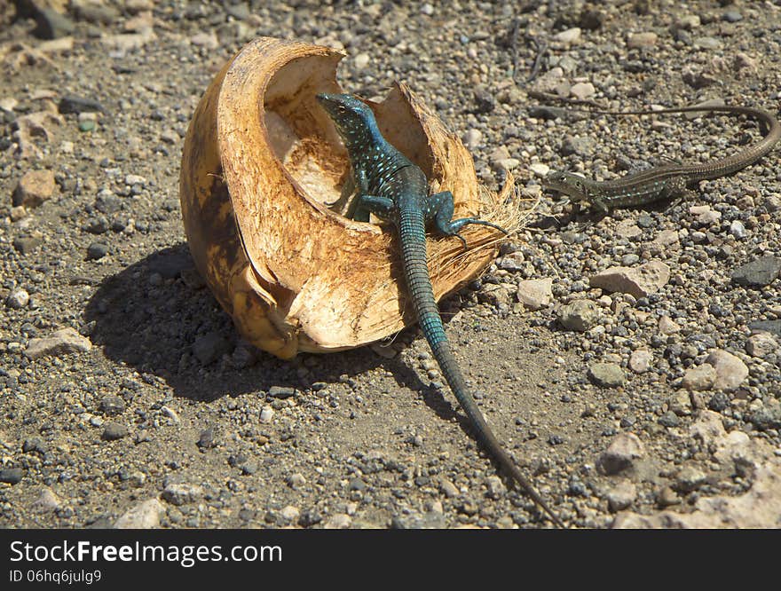 Caribbean green iguana.