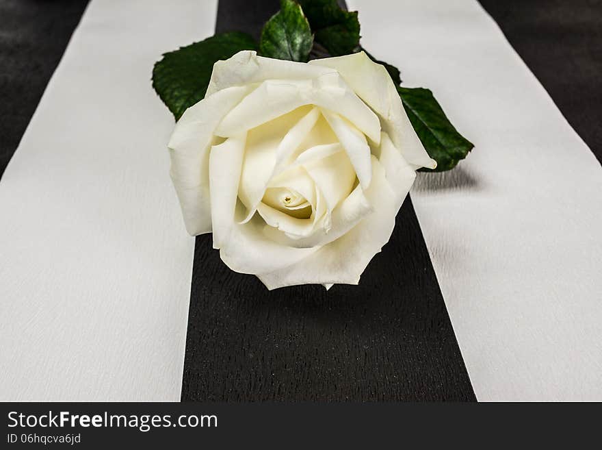 White rose on the original background