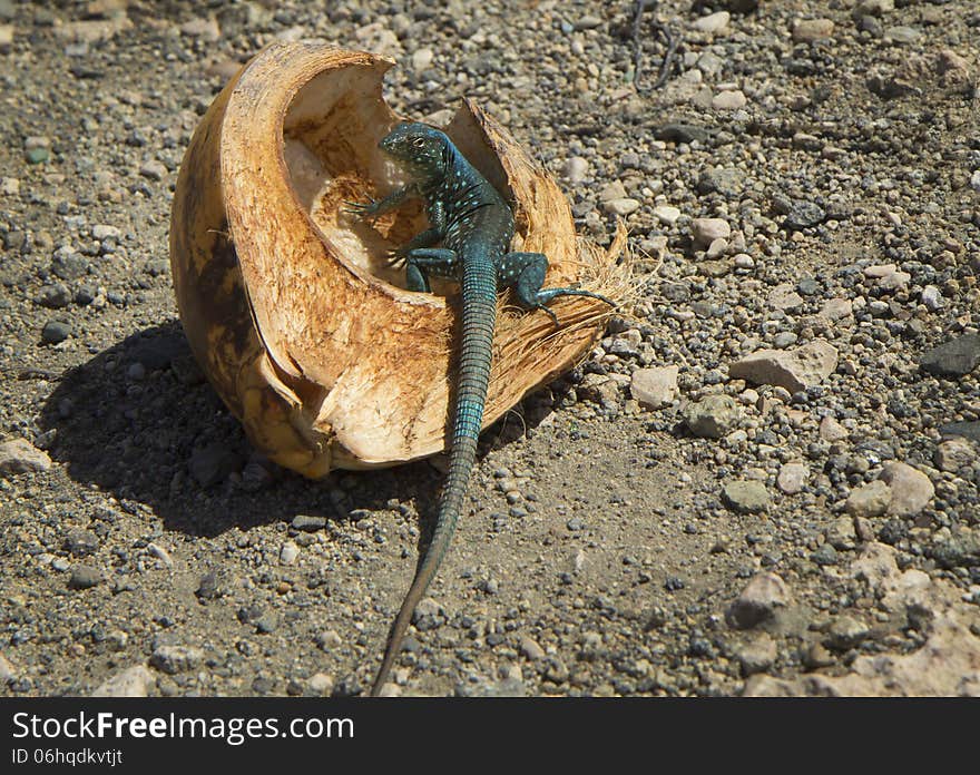 Caribbean green iguana.