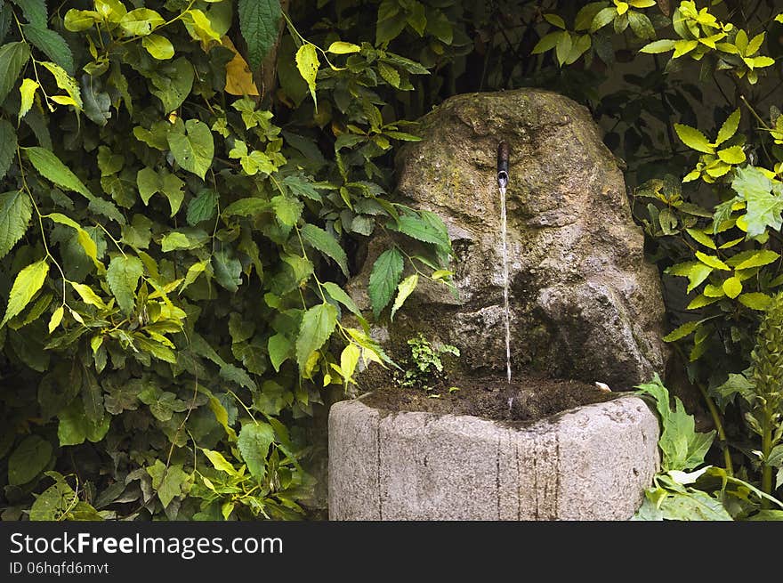 Fountain in thicket of bushes Water source