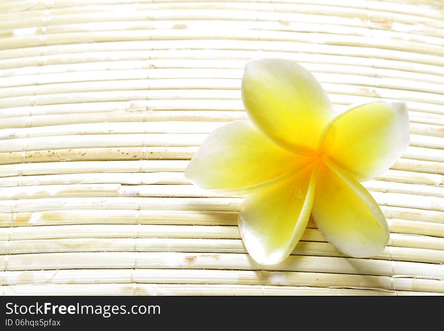 White Yellow Frangipani