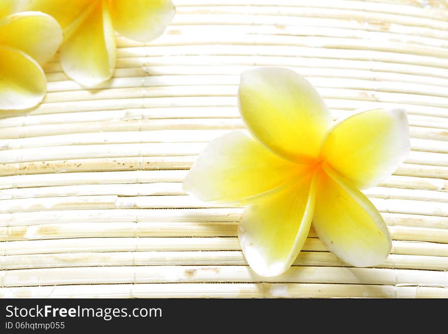 White Yellow Frangipani