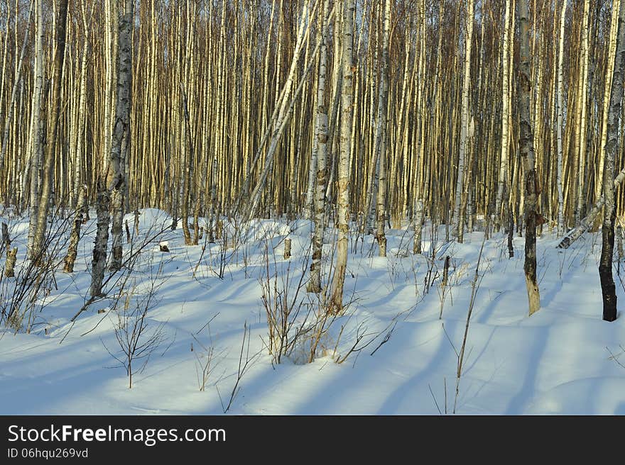 The Winter birch forest in the light of the sunset sun.