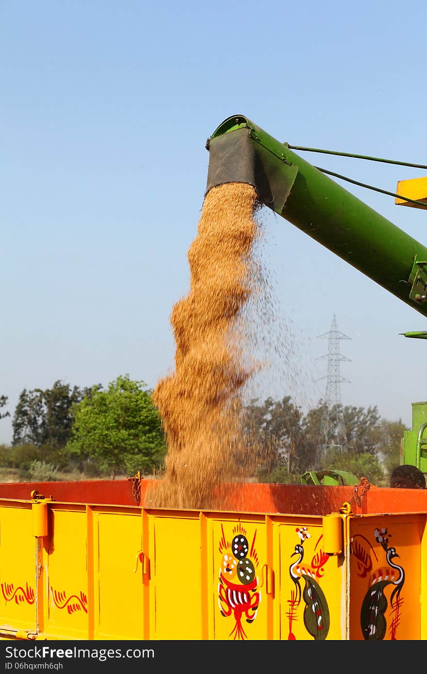 Wheat harvesting