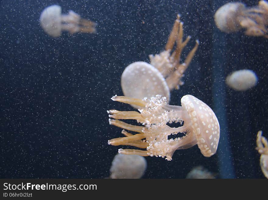 Swimming jellyfish