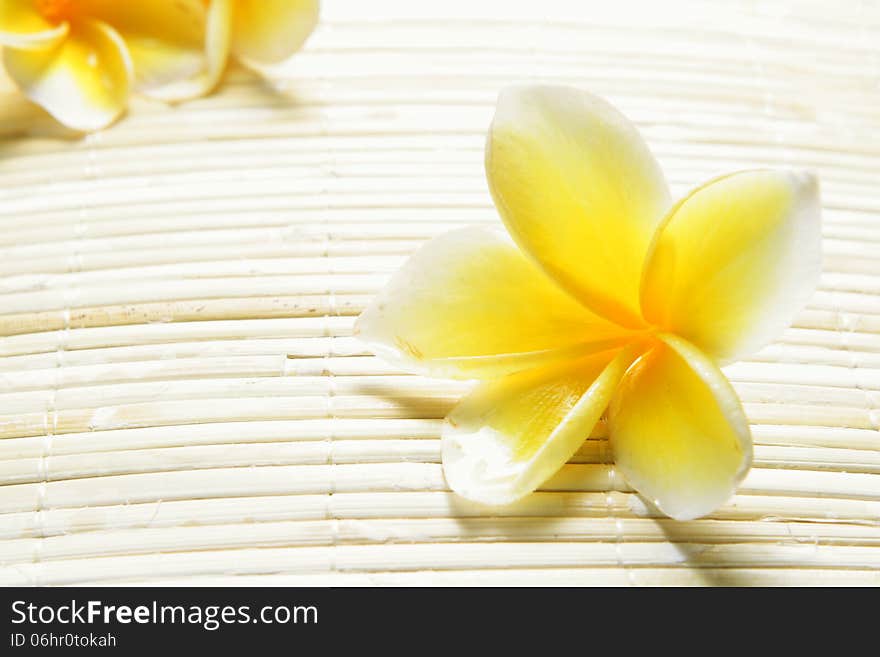 White Yellow Frangipani