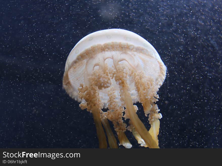 jellyfish