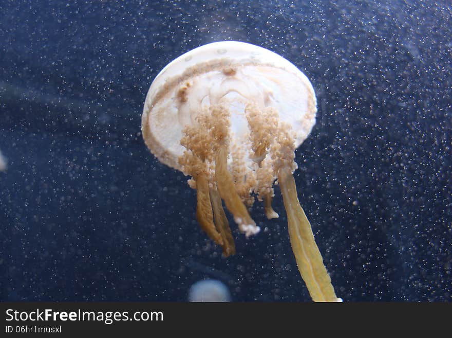 Jellyfish