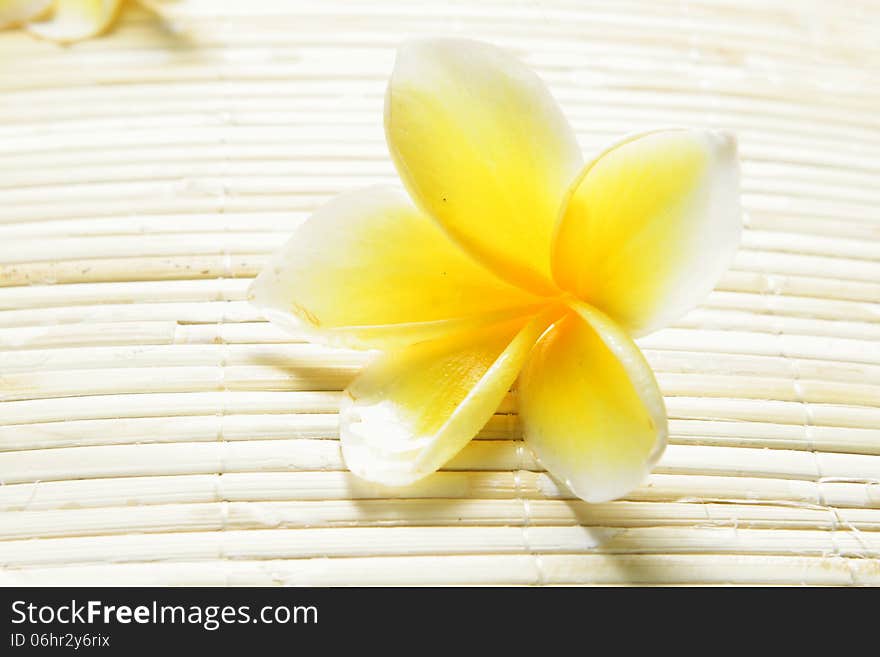 White Yellow Frangipani