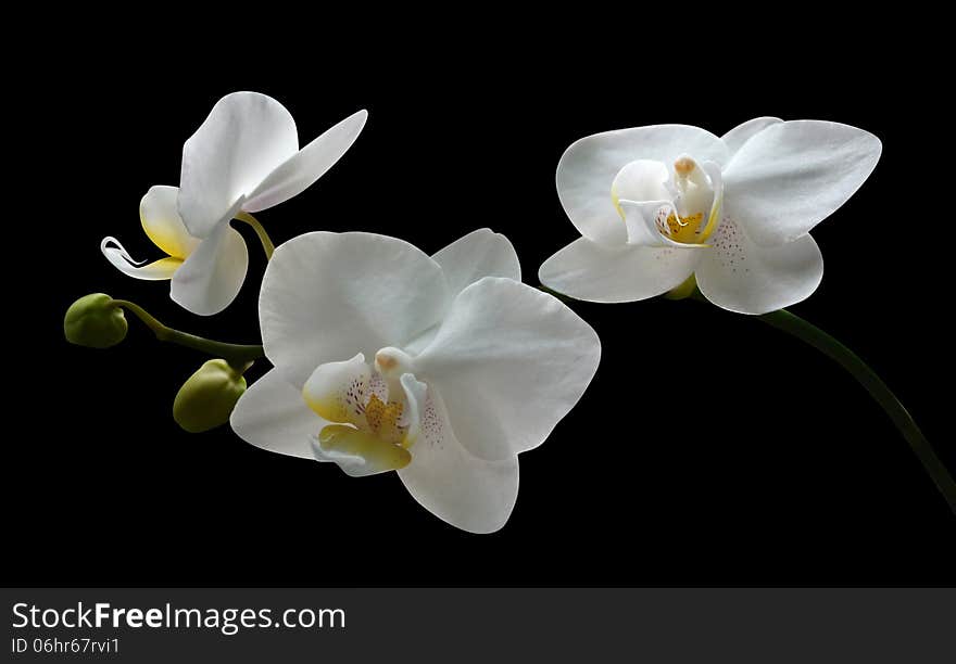 Orchid flowers on black background