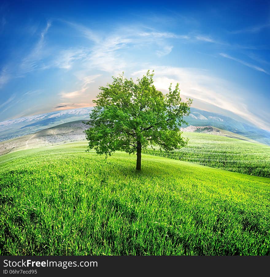 Field of fresh grass on a background of blue sky. Field of fresh grass on a background of blue sky