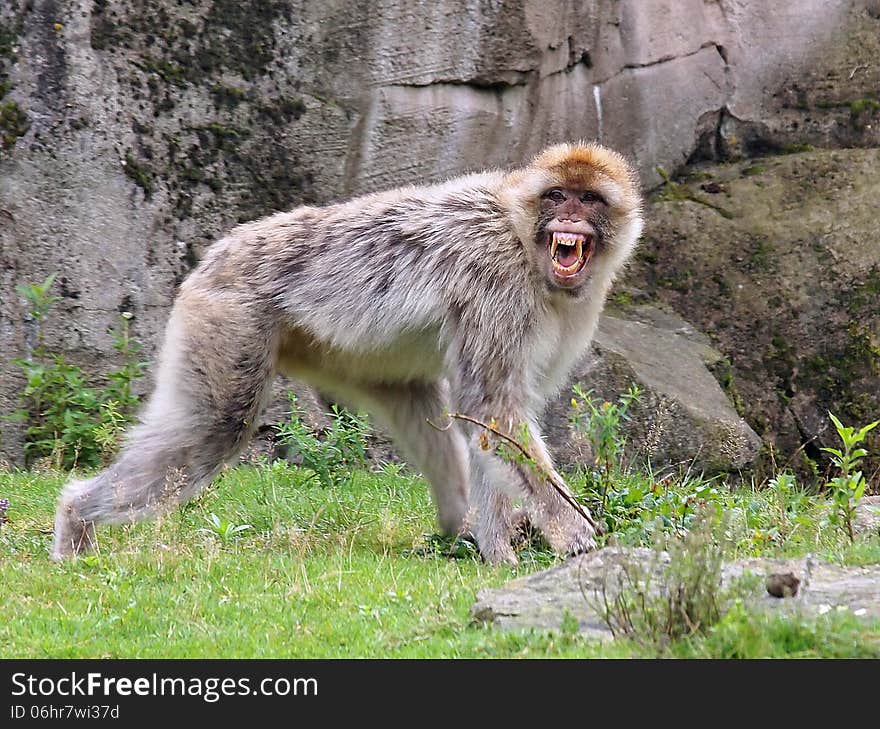 Berber monkey showing teeth