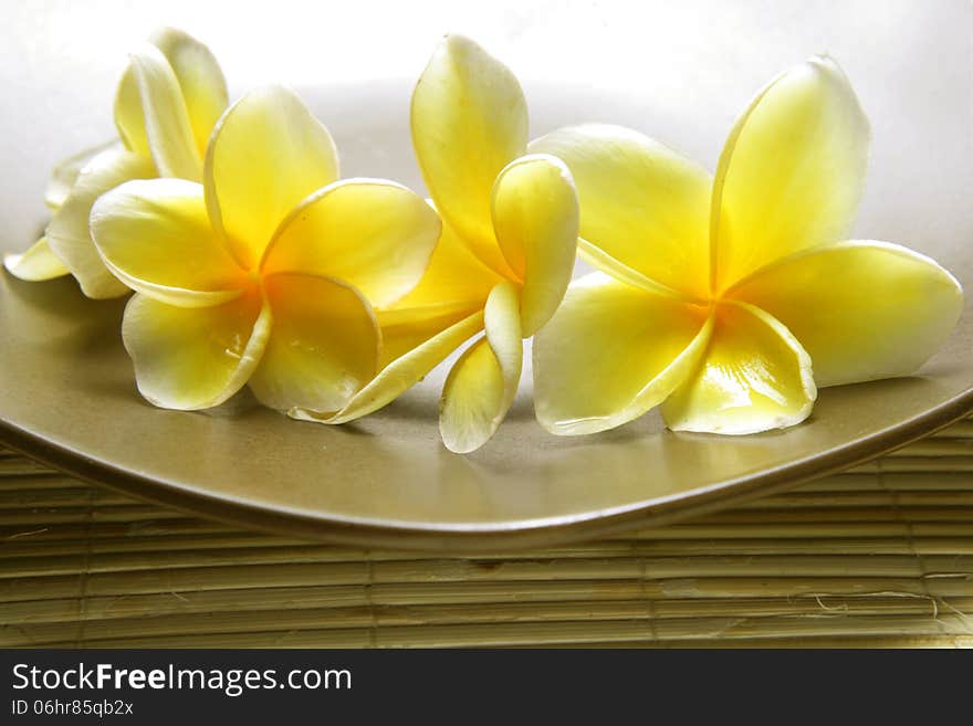 White Yellow Frangipani