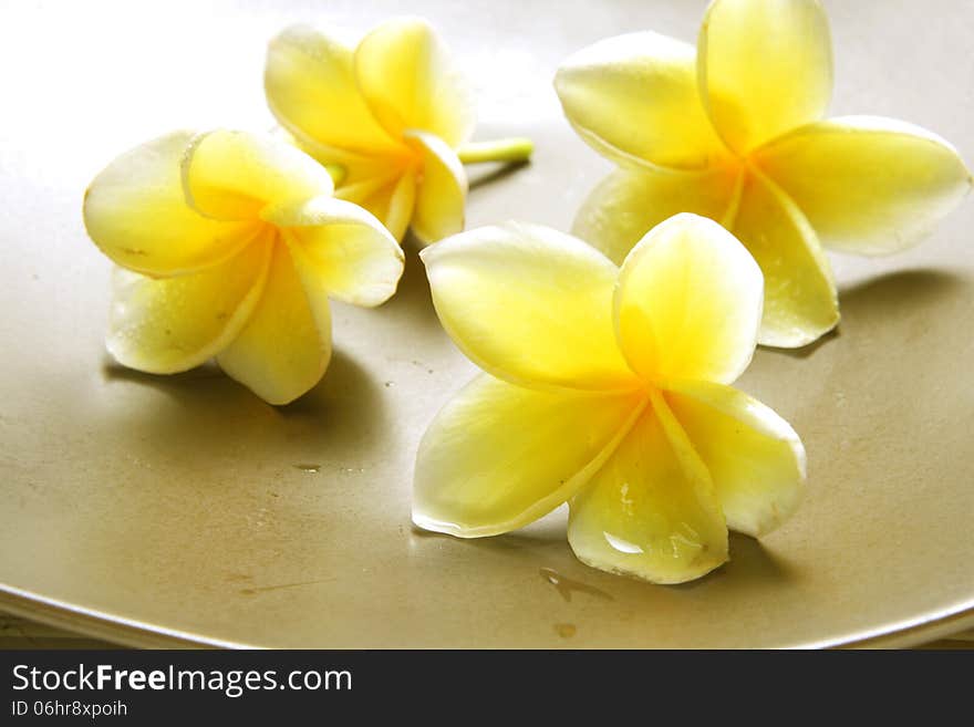 White Yellow Frangipani