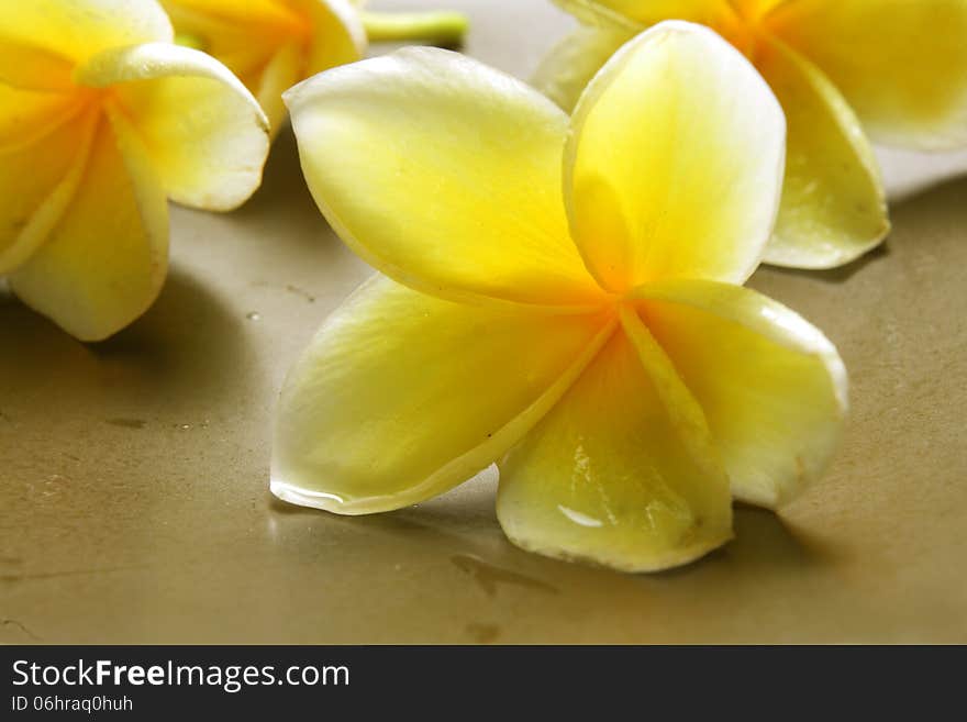 White Yellow Frangipani