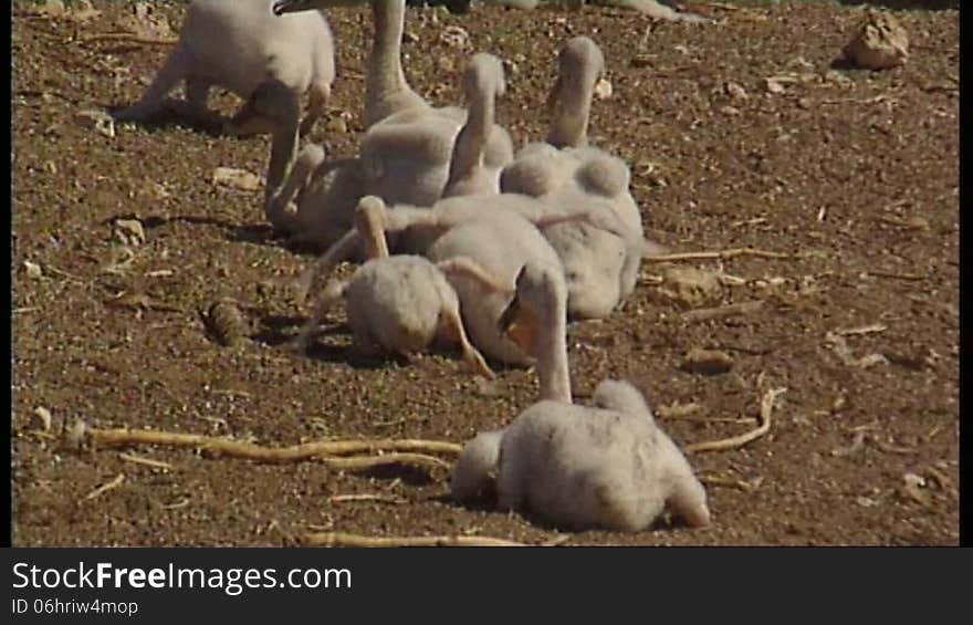 Baby pelicans