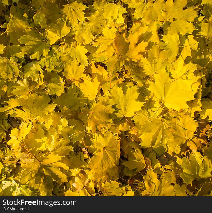 Fallen leaves of maple illuminated by sunlight. Fallen leaves of maple illuminated by sunlight