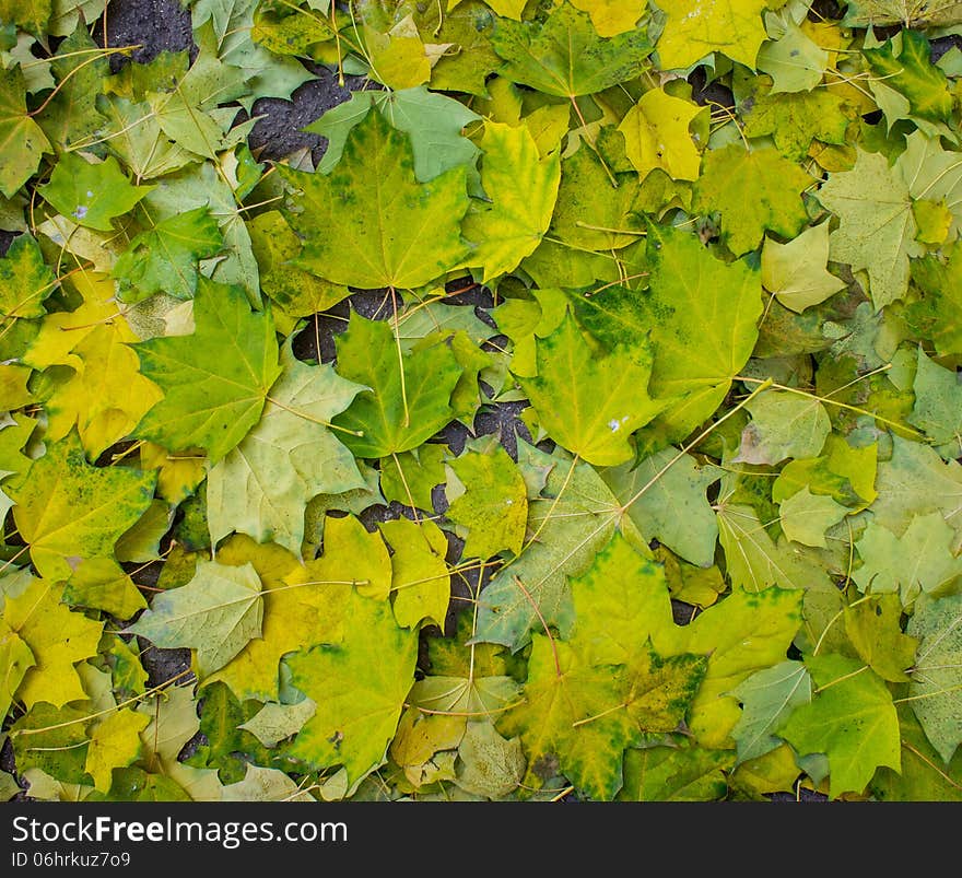 Fallen leaves of maple, closeup. Fallen leaves of maple, closeup