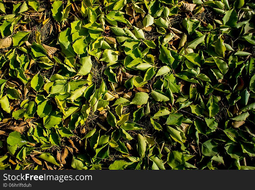 Fallen leaves of the tree illuminated by sunlight