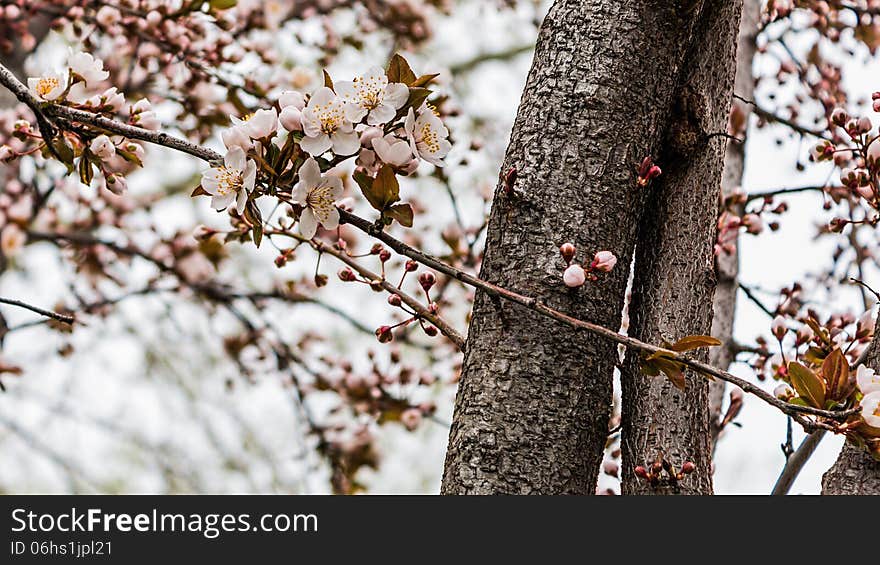 Spring blossoms near a supermarket.