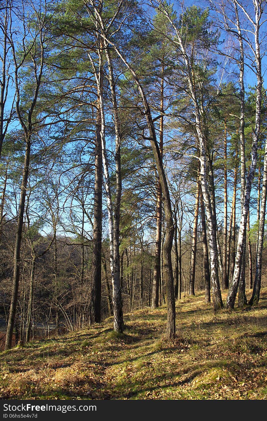 The photo shows a section of the forest in the summer daytime. The photo shows a section of the forest in the summer daytime