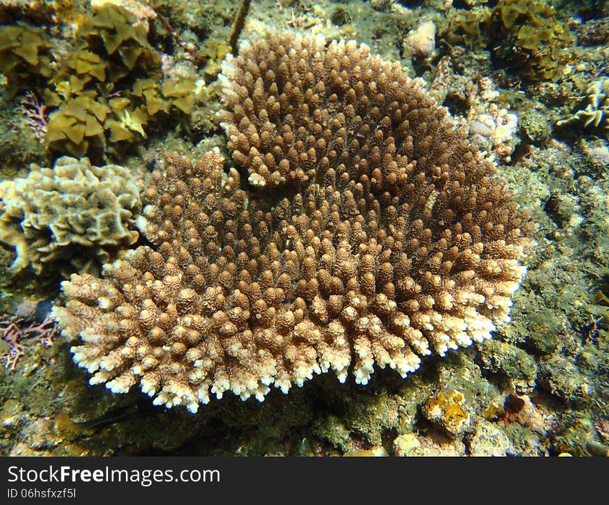 Beautiful Corals under the sea