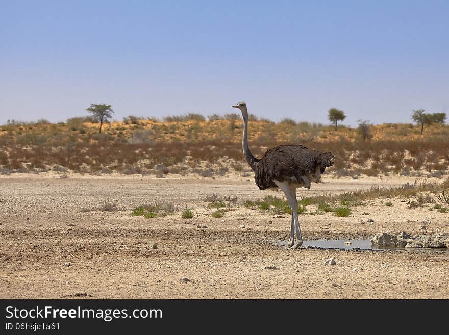 Ostrich At A Waterhole In The Desert