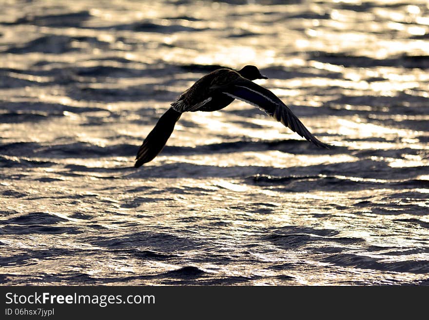 Duck flying against the horizon