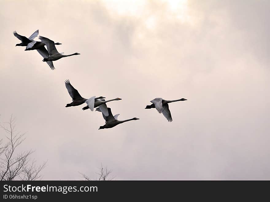 Swans flying home for food