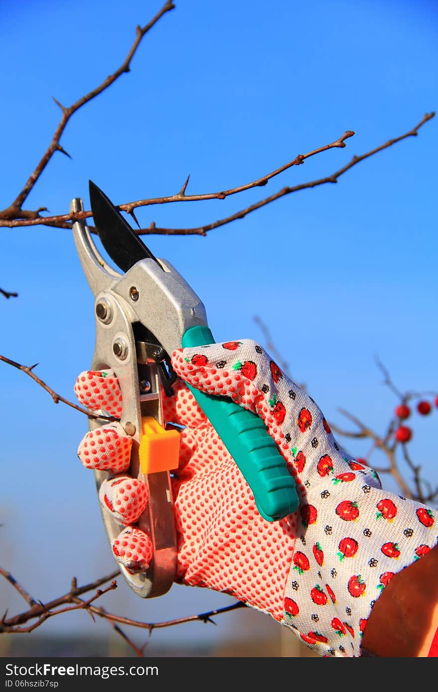 Hand in Glove with Gardener Shears