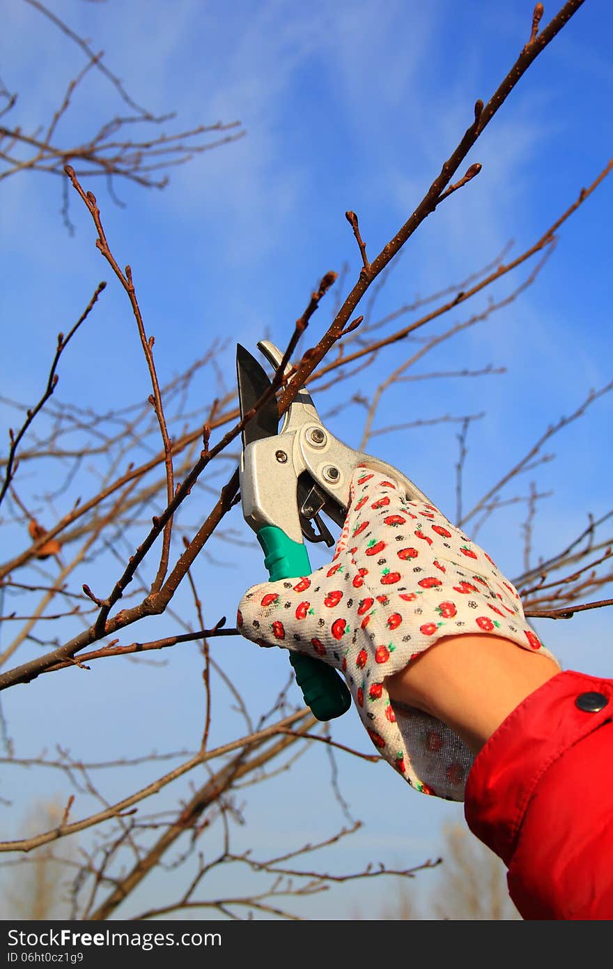 Spring pruning of garden trees and shrubs. Hand in glove with gardener shears near tree.