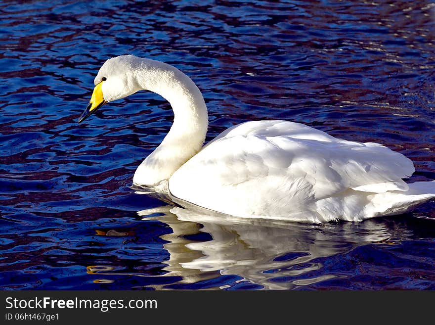 Portrait of swan at the lake swiming