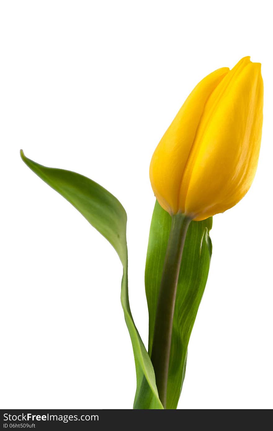 Yellow Tulip Isolated On White