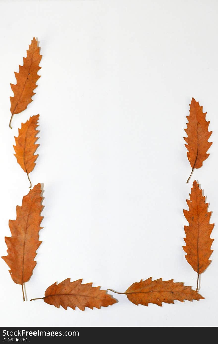 Image of a semi frame of leaves. Image of a semi frame of leaves