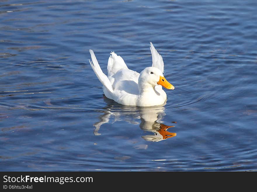 This domestic duck is suffering from malnourishment that causes a condition called angel wings. It is the result of people feeding it bread and other food that is not part of their natural diet. This can cause a nutritional deficiency that makes their wings grow the wrong way and renders the bird flightless. This domestic duck is suffering from malnourishment that causes a condition called angel wings. It is the result of people feeding it bread and other food that is not part of their natural diet. This can cause a nutritional deficiency that makes their wings grow the wrong way and renders the bird flightless.