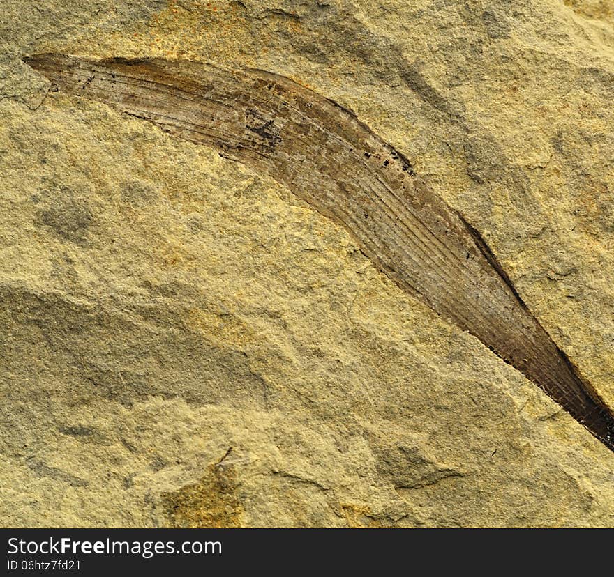 Background with fossilized leaves in cream-colored limestone. Background with fossilized leaves in cream-colored limestone