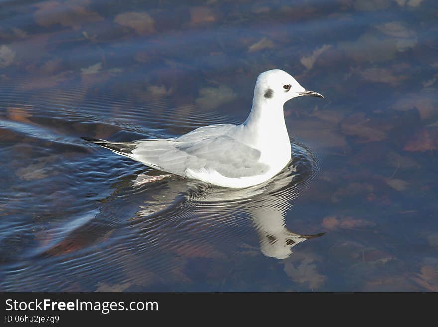 Bonapartes Gull (Chroicocephalus philadelphia) in winter plumage swimming in clear shallow water.