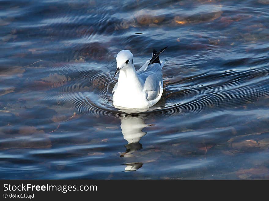 Bonapartes Gull (Chroicocephalus philadelphia) in winter plumage swimming in clear shallow water.