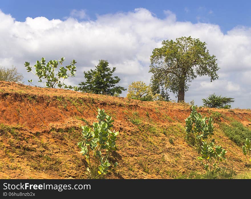 Plants and trees growing on the red earth of the transit road through Kenya. Plants and trees growing on the red earth of the transit road through Kenya.