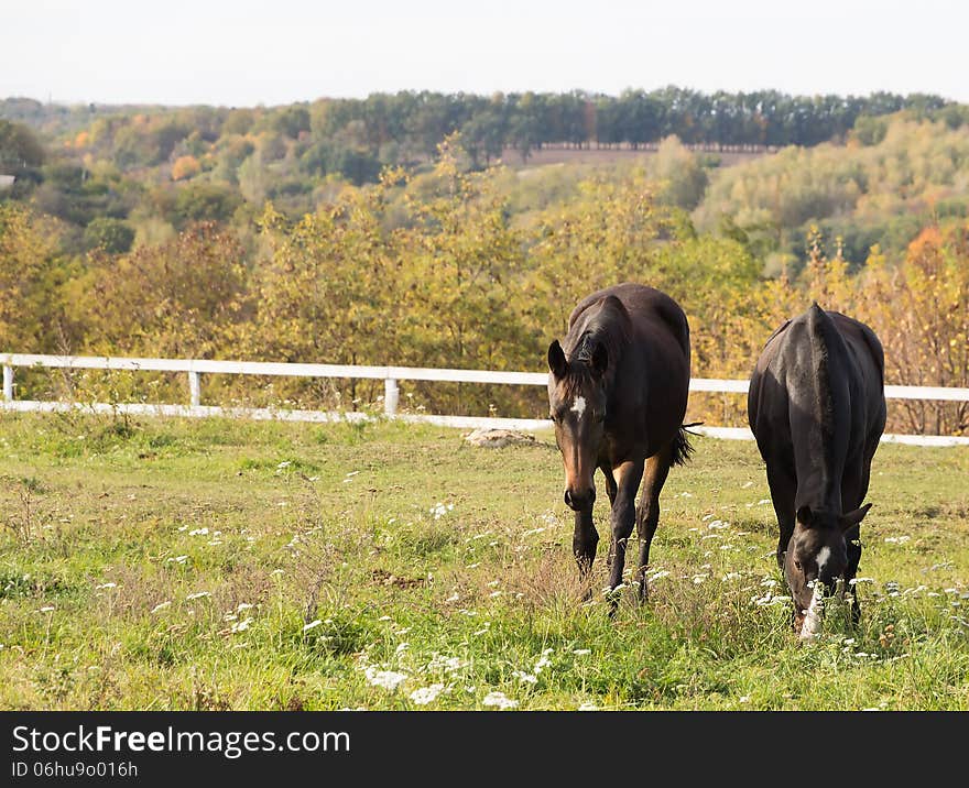 Horse brown on pasture vintage retro style