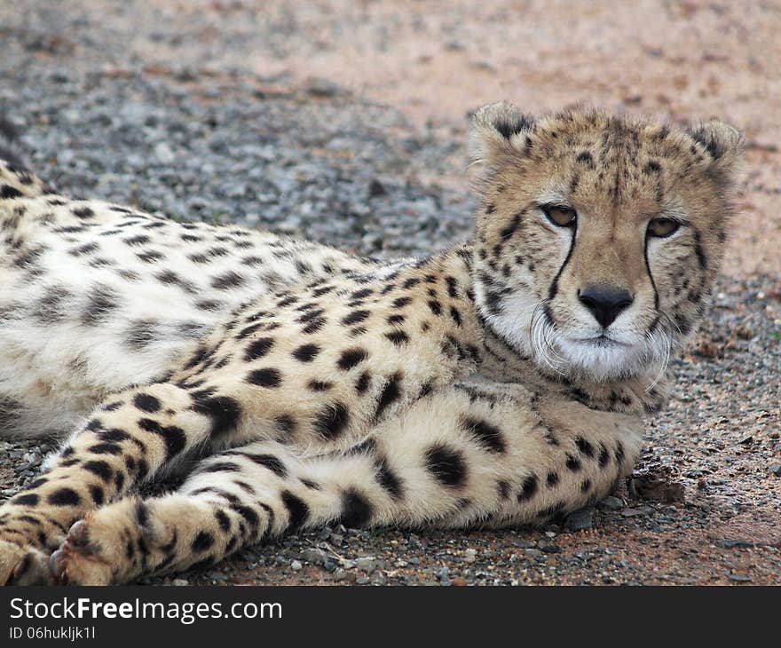 A young cheetah (Acinonyx jubatus) lying down but still watching and alert.