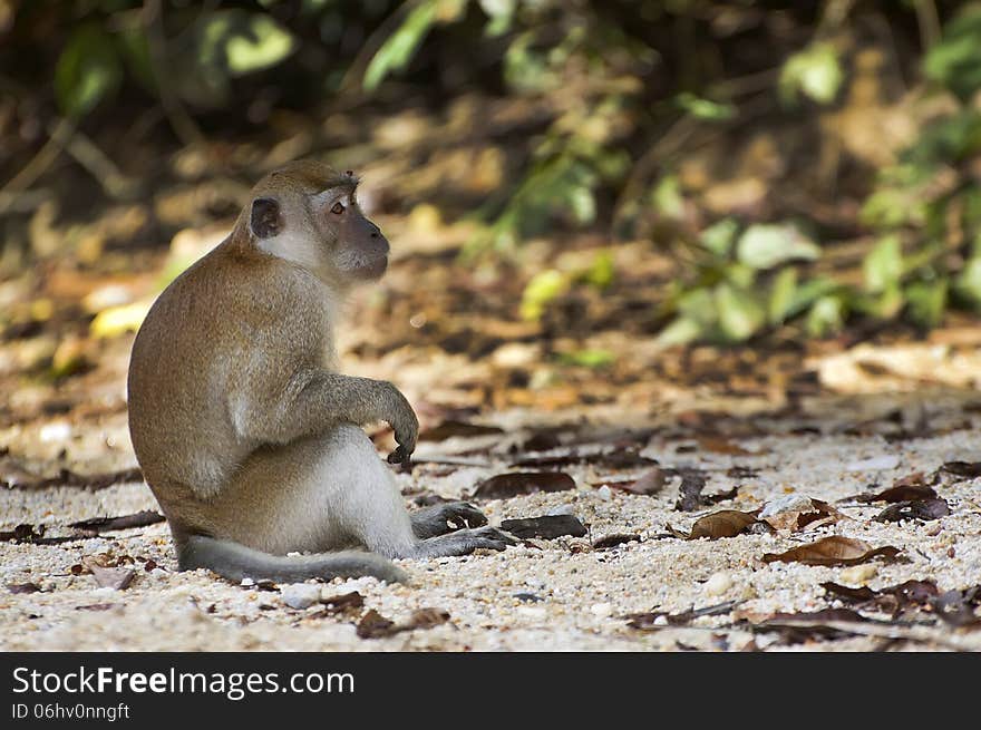 Female monkey sitting at the ground