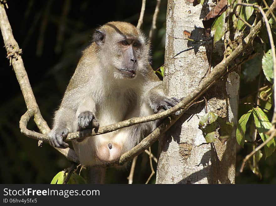 Male monkey hanging on the tree