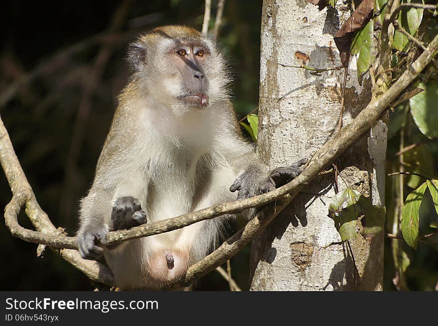 Male monkey hanging on the tree