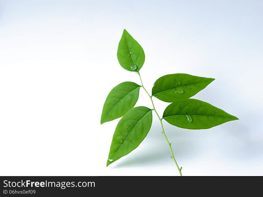 Green leaves on white background, isotated