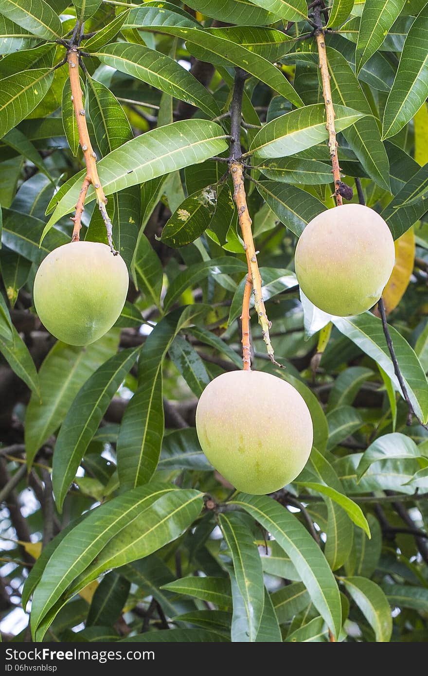 Three mangoes on the tree