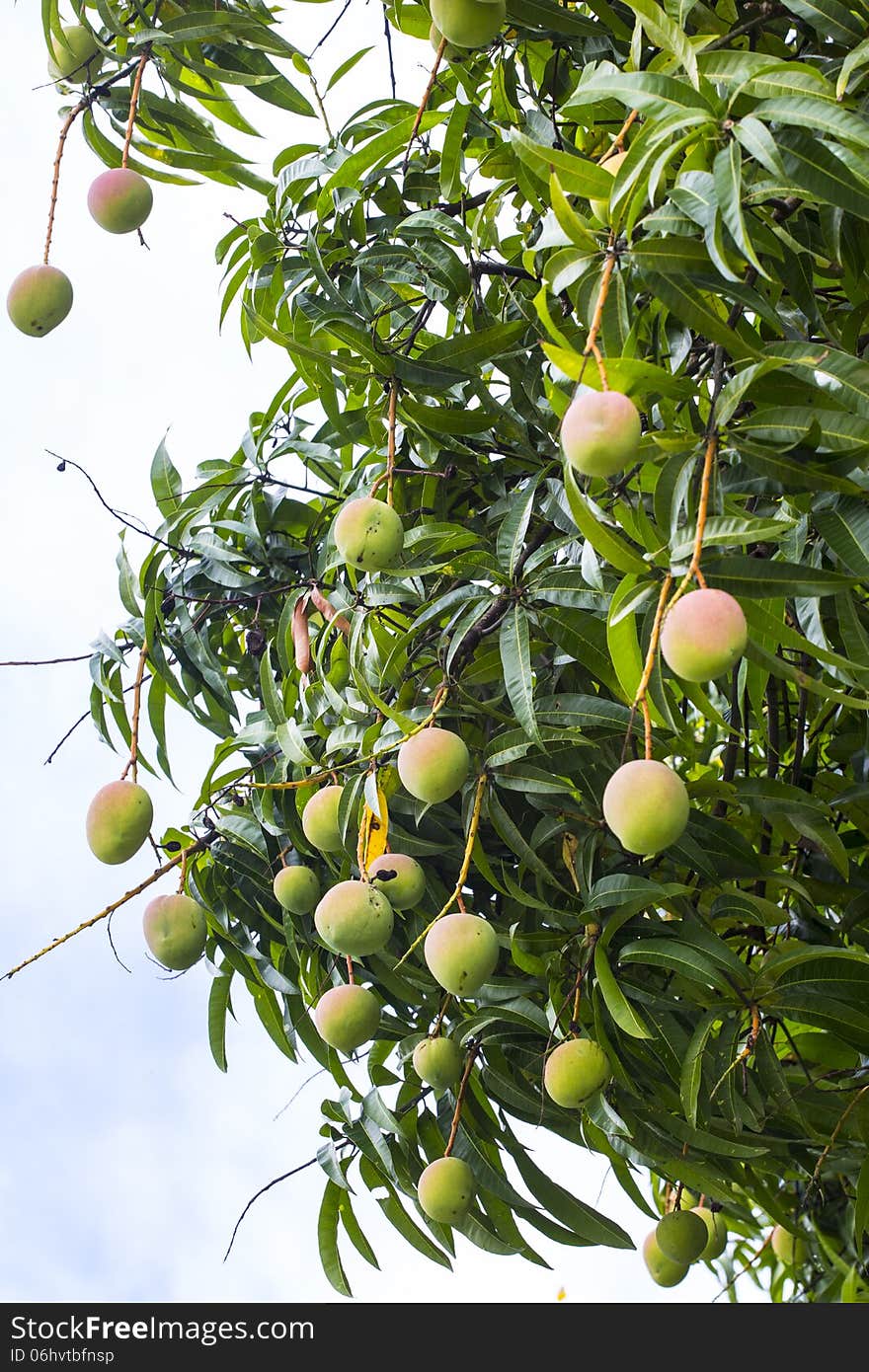 Ripening Mangoes on the Tree