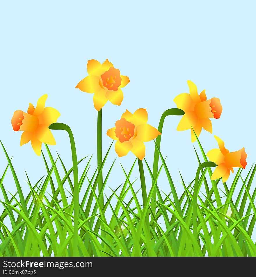 Vector invitation cards with narcissus and grass. Vector invitation cards with narcissus and grass.