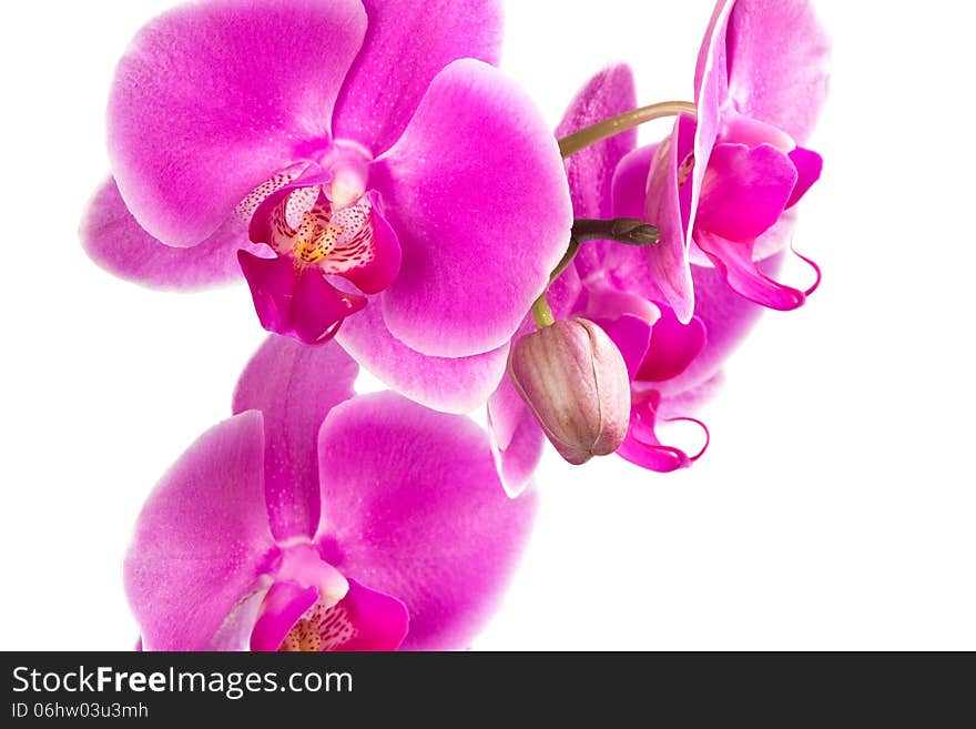 Orchid Flowers close-up isolated on white. Orchid Flowers close-up isolated on white